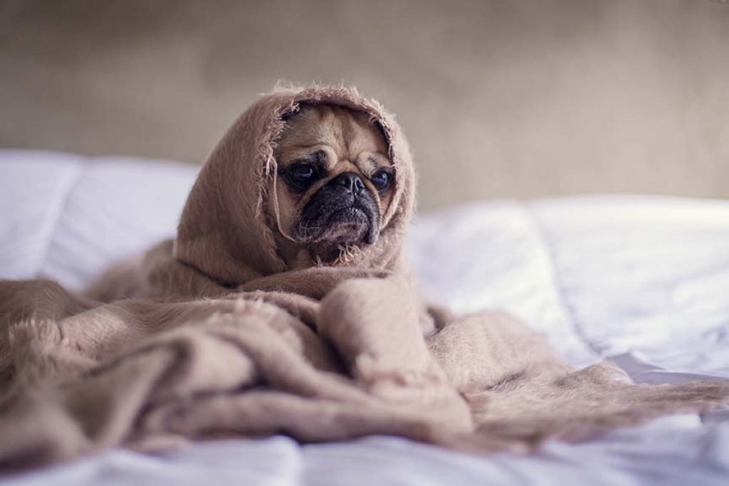 dog-yoda medium